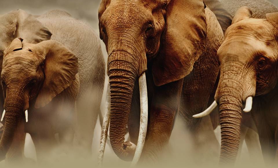 La France interdit la vente d'objets et de couteaux en ivoire